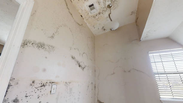 Forensic Mold Investigation in Dentsville, SC