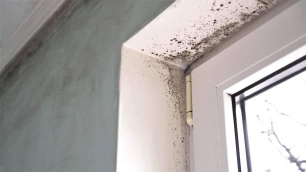 Best Environmental Consulting for Mold Prevention  in Dentsville, SC
