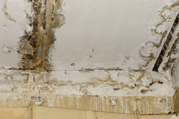 Best Mold Odor Removal Services  in Dentsville, SC