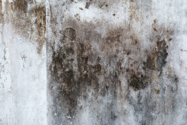 Best Forensic Mold Investigation  in Dentsville, SC