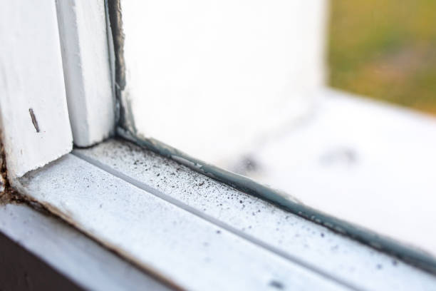 Best Real Estate Mold Inspection  in Dentsville, SC