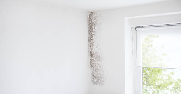 Best Mold Odor Removal Services  in Dentsville, SC