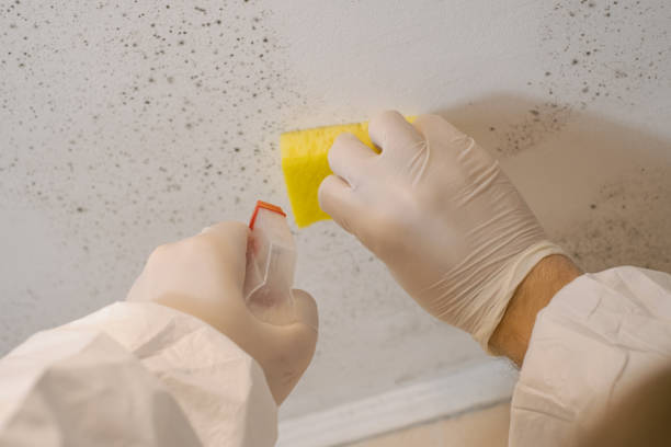 Best Industrial Mold Remediation  in Dentsville, SC