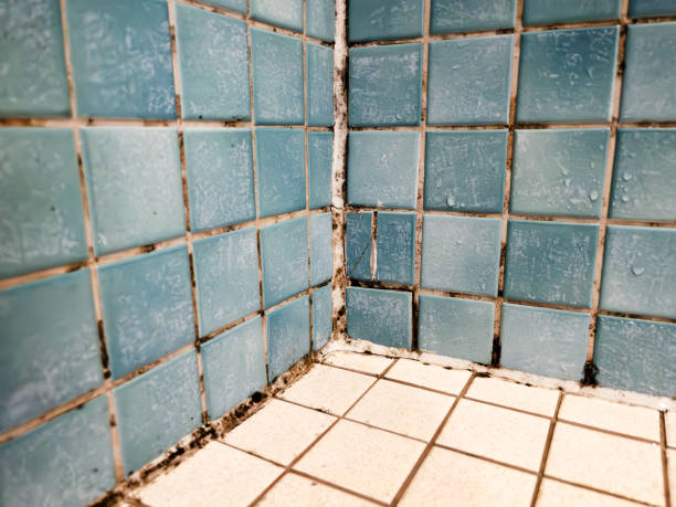 Mold Remediation for Vacation Homes in Dentsville, SC