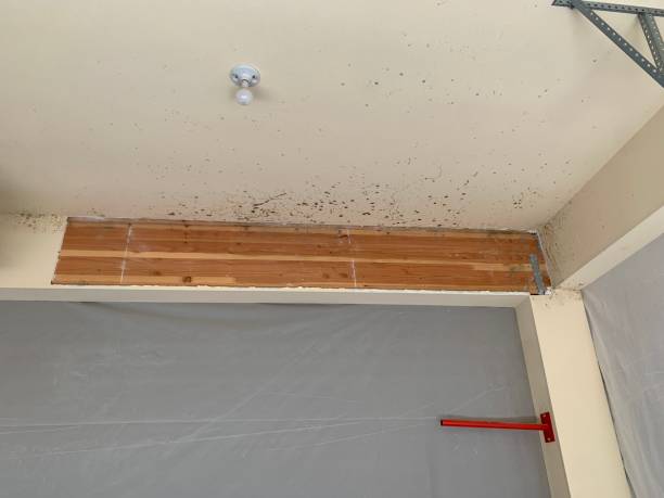  Dentsville, SC Mold Removal Pros