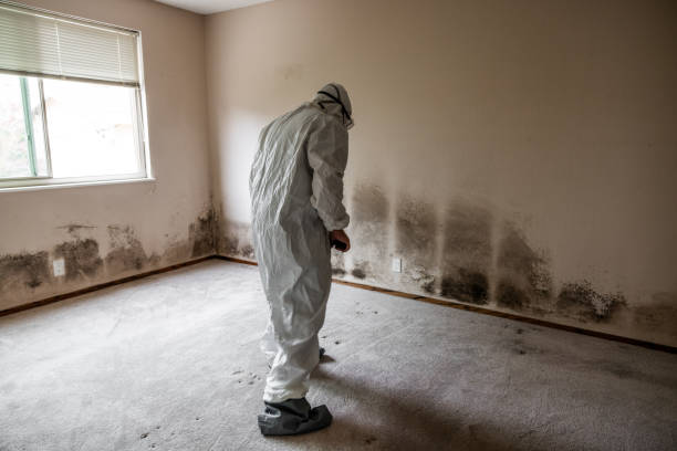 Best Mold Removal for HVAC Installations  in Dentsville, SC