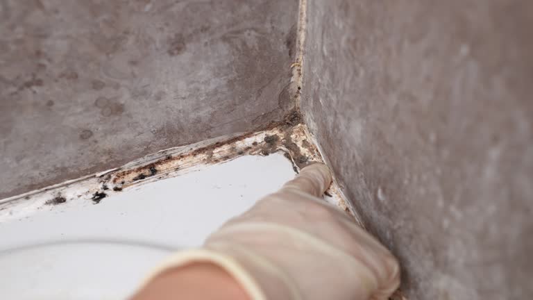 Best Mold-Related Health Consultation  in Dentsville, SC