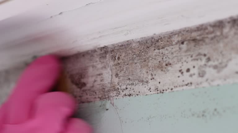 Best Emergency Mold Remediation  in Dentsville, SC